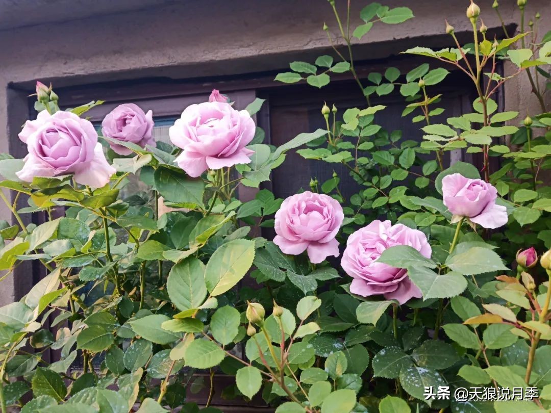 月季花是时候展现真正的技术了 (开春的第一波月季花就这么过去了)