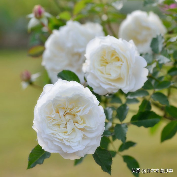 新手月季种植手册，牢记这6点，不死苗、开花多。新手收藏备用