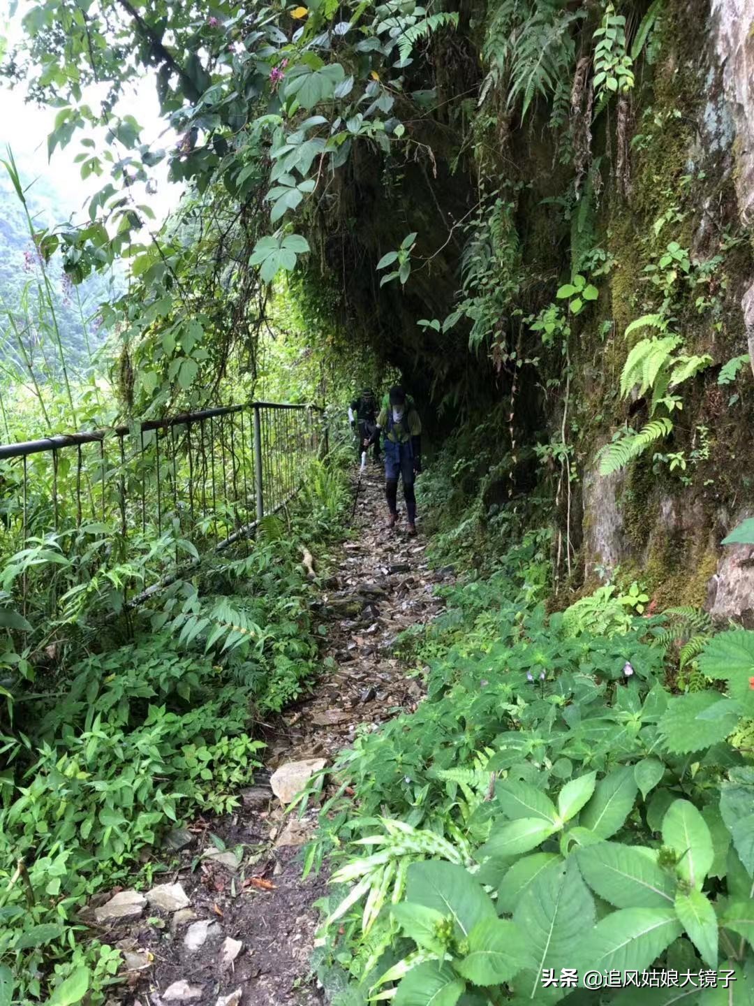 穿越原始的森林,穿越原始森林巨大蜈蚣