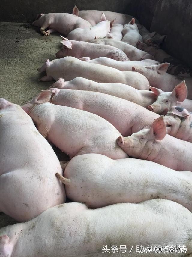 养猪饲料中的益生菌怎么自己制作,养猪专用复合益生菌