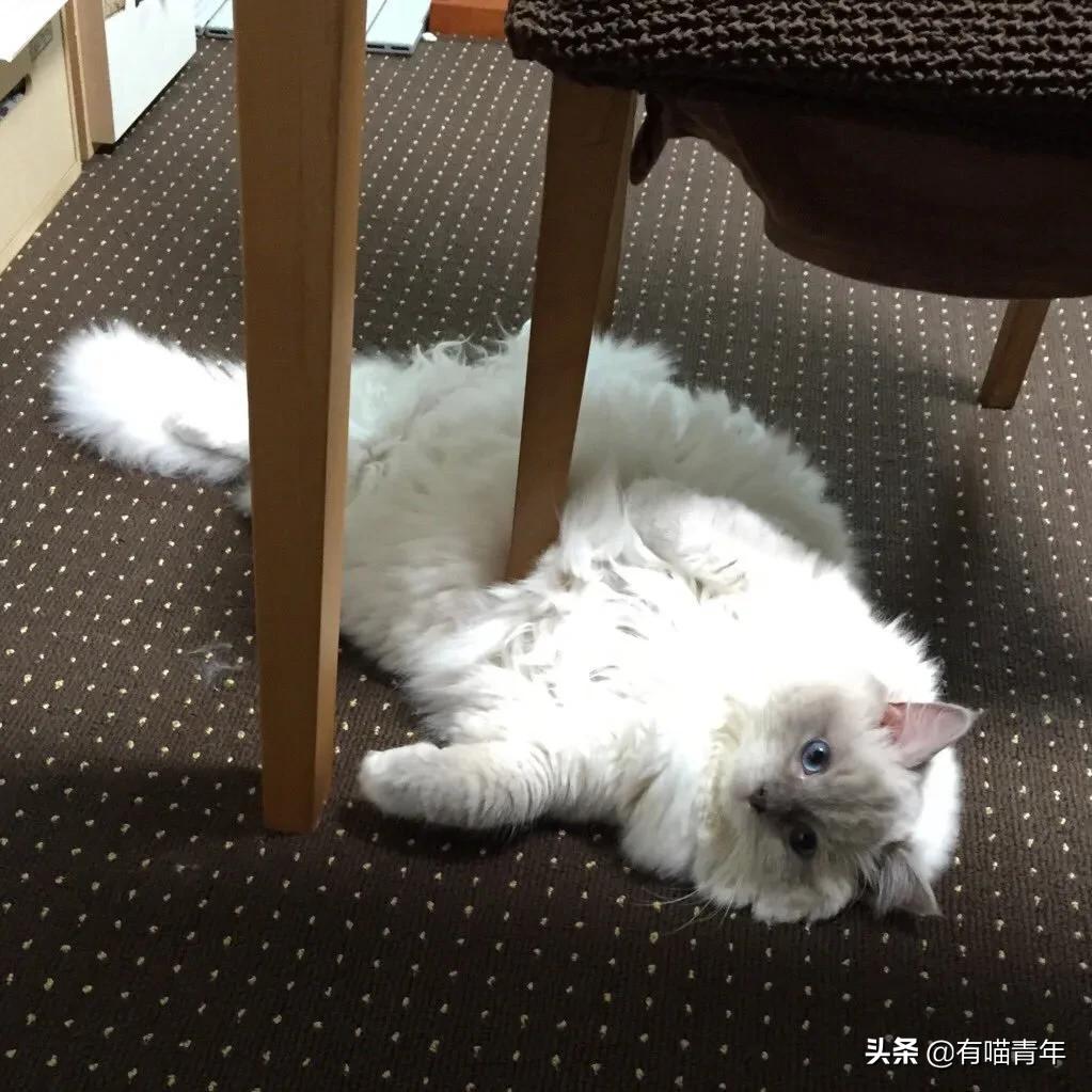 众所周知猫是液体吗,众所周知猫都是液体