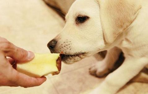 狗狗缺微量元素需要补维生素么,狗狗复合维生素和微量元素的区别