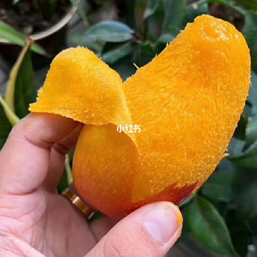 芒果种植技术环境温度,芒果种植技术与管理教程