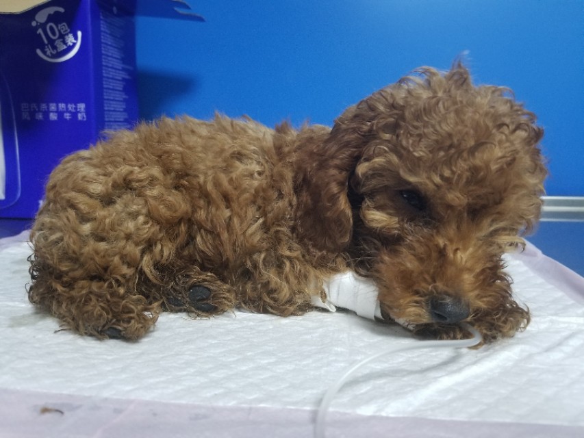 泰迪幼犬细小冠状能治好吗,幼犬泰迪得了细小自己在家怎么治