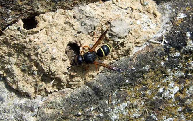 被蜜蜂和马蜂蛰的区别图片,被黄蜂或者胡蜂叮了怎么处理伤口