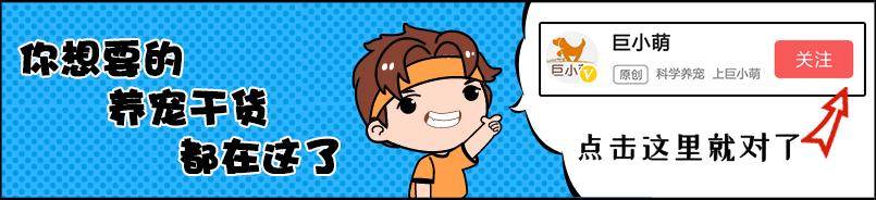 怎么判断北京犬得了什么病,举出10种特殊品种犬易患疾病