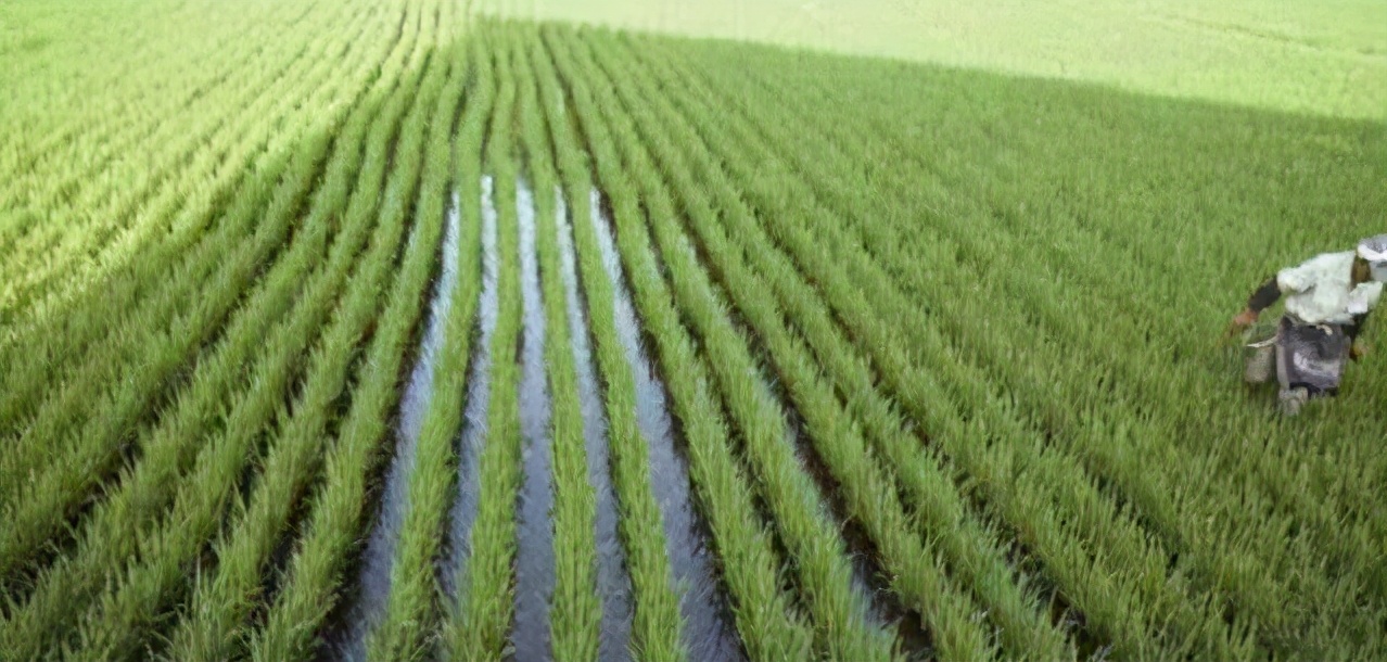 黄鳝喜欢在什么地方生长,黄鳝为什么喜欢在腐烂的树叶下面