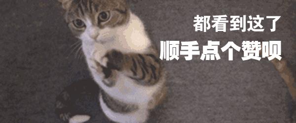 猫咪不爱喝水会导致哪些问题,猫咪不喝水要强行喂它喝水吗