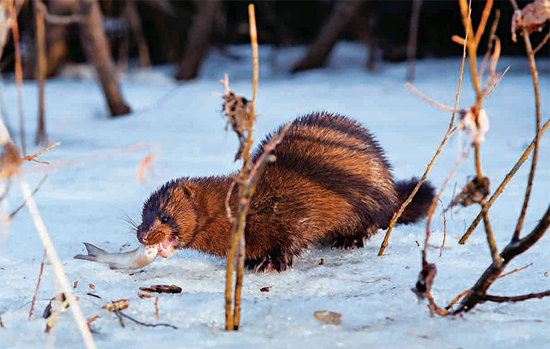林草知识普及,林草科普讲解