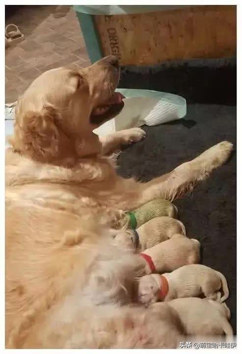 金毛生了个黑色小狗,金毛生一只崽