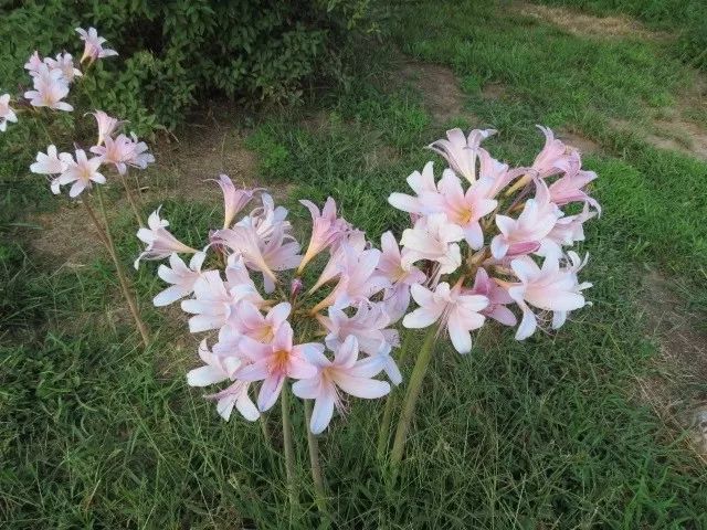 水仙花球怎么一直都不发芽,紫色水仙花怎么养