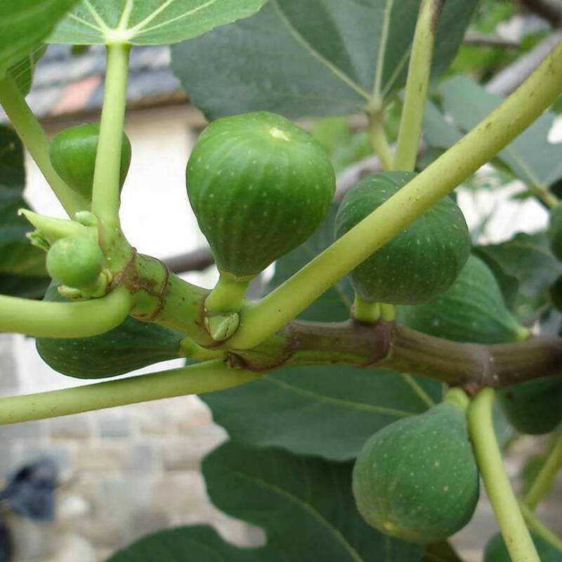 阳台种植无花果的方法,阳台种无花果禁忌