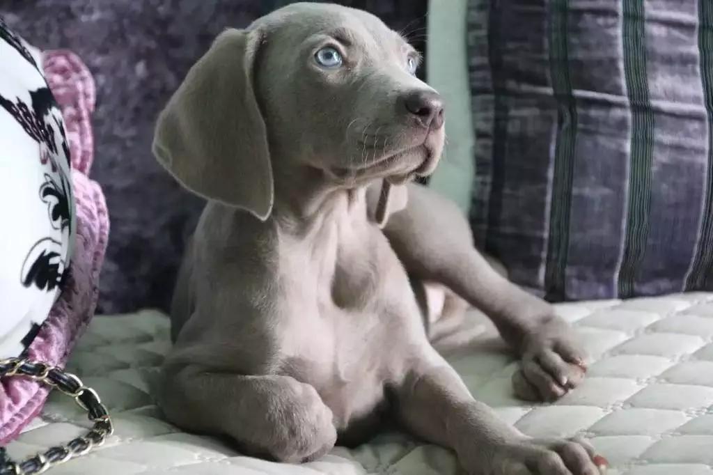 令人惊叹的狗狗品种你一定要了解,这些不常见的狗狗品种你认识几个