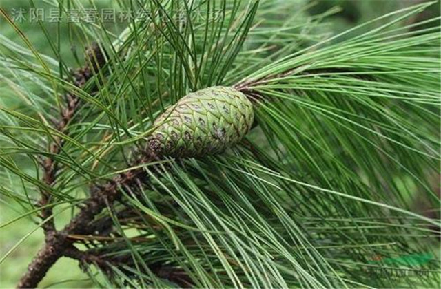 马尾松苗培育方法,马尾松培育基地