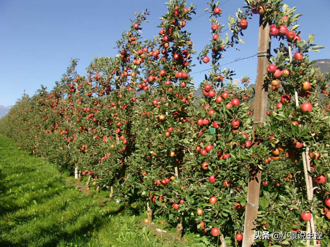 对付鼹鼠最有效的办法,对付鼹鼠的最好方法