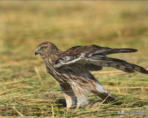 鸟类名字生僻字,带有鸟字的生僻字