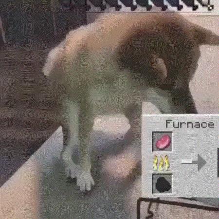 minecraft里的狗怎么才能有,minecraft如何养熊猫