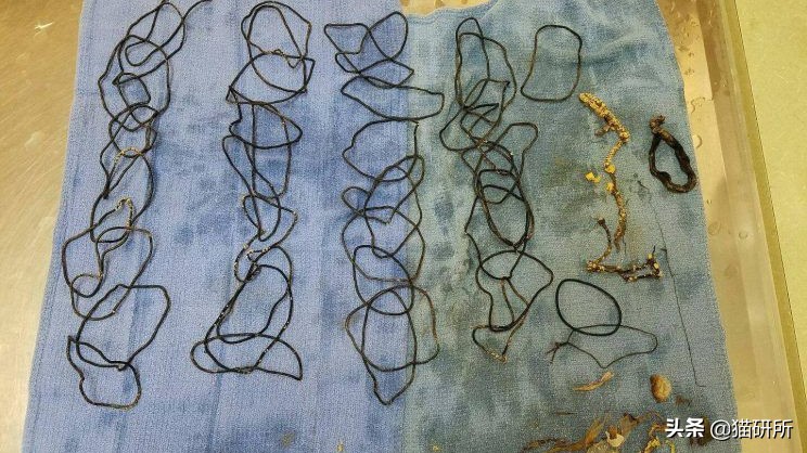 10张让人不寒而栗的图片,猫咪x光正常图片