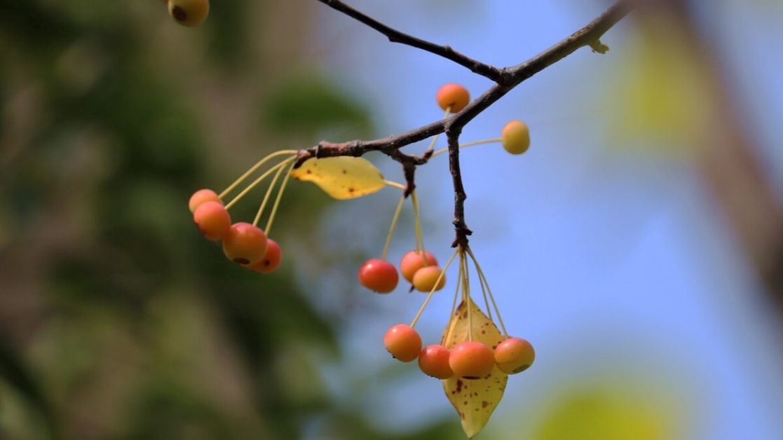 摘抄一首描写山水田园风光的诗,描写田园风光的四句诗词