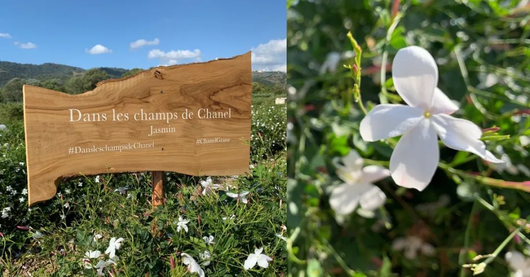 香奈儿香水五号香精官网价,什么牌子的茉莉花食用香精好