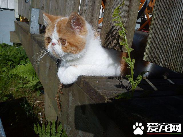 猫咪脱毛会不会长癣,猫咪长癣