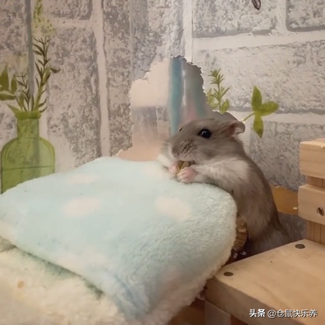 仓鼠缺衣少食谁的错？冬天快到了，请别让你家鼠鼠过得这么寒碜