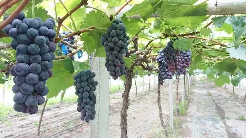 涡阳县丹城镇：在家创业路子宽葡萄铺就致富路