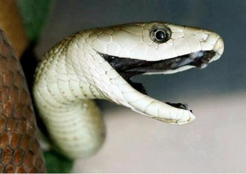 “沙漠死神”黑曼巴蛇横行非洲，也逃不过平头哥带队的捕蛇小队