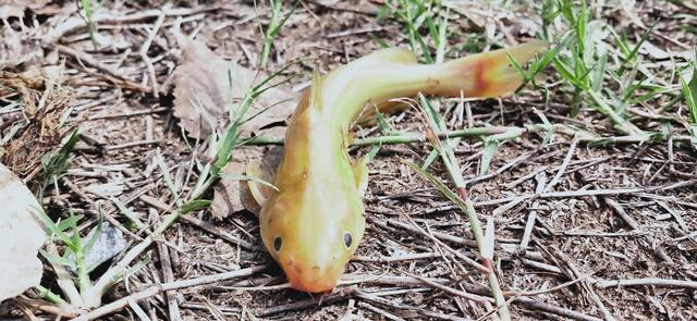 邕江野钓牛尾巴鱼,黄河半碗水半碗沙