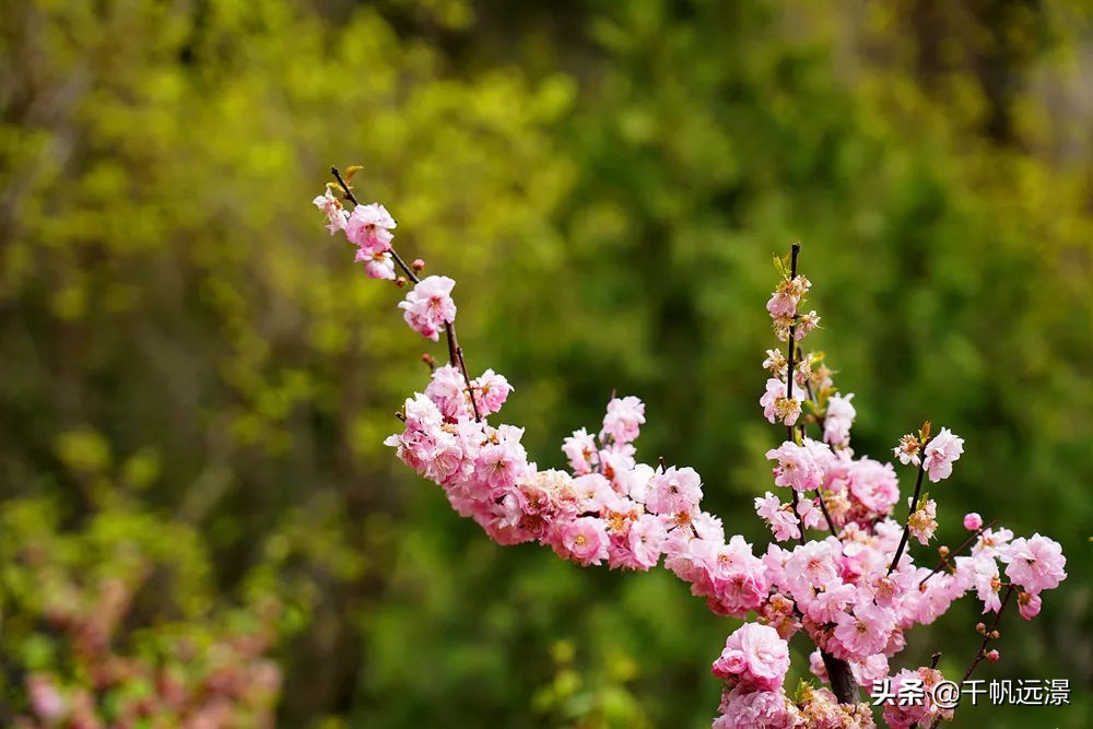 阳春四月春意盎然,阳春四月艳阳照
