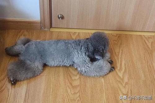 狗狗暴饮暴食得的胰腺炎能自愈吗,狗狗暴饮暴食后萎靡不振抽搐