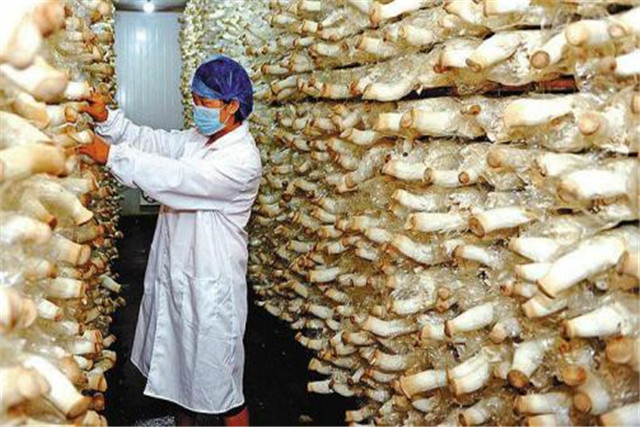 杏鲍菇工厂化栽培技术,杏鲍菇工厂化栽培全过程