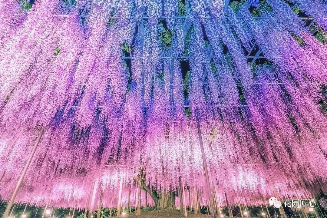 紫藤花开不负春光不负卿什么意思,紫藤花开岁月静好