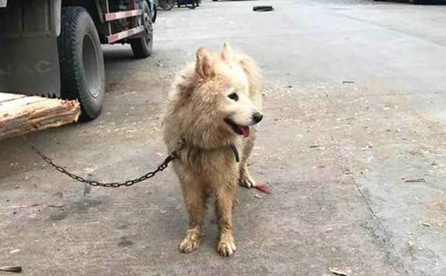 6000块买的萨摩耶捡瓶子原视频,萨摩耶400元被卖