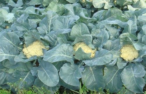 花菜的高产栽培技术,花菜种植技术教程视频