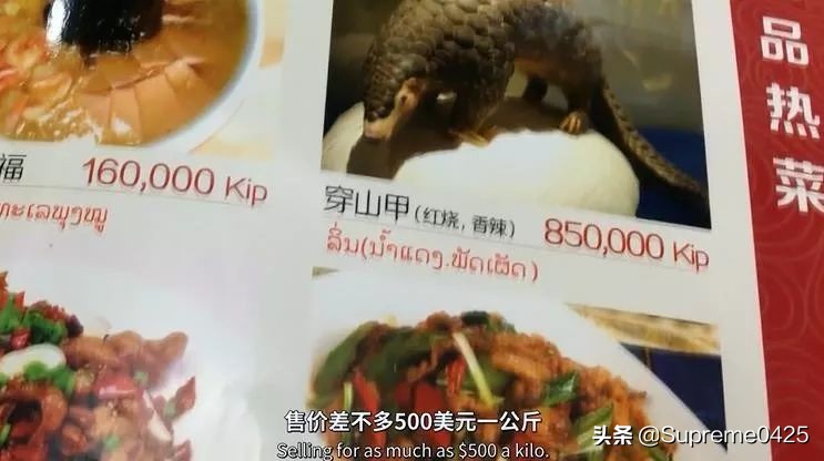 吃野生穿山甲的后果,吃了穿山甲会有什么法律后果