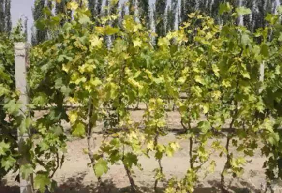 葡萄叶片黄化怎么治疗,葡萄叶片黄化斑驳