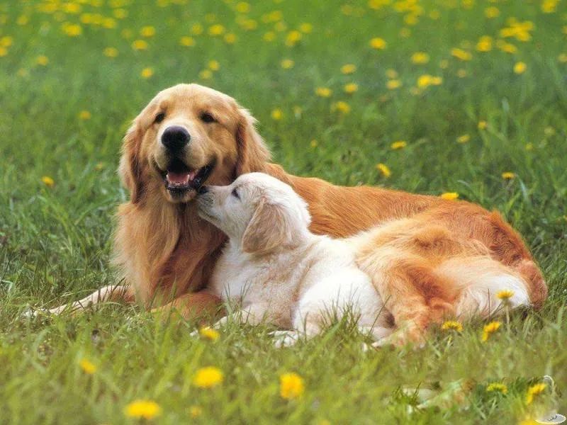 狗狗呕吐的原因及处理方法,狗狗呕吐的6种颜色