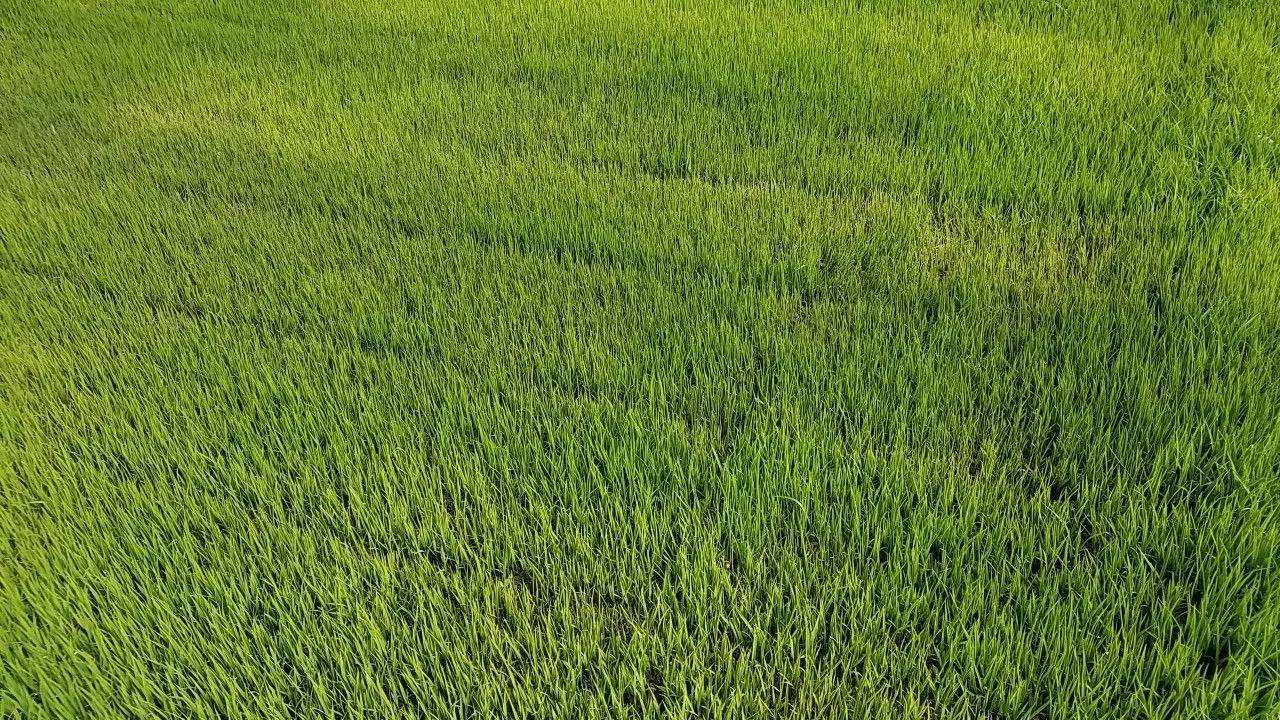 水稻前期施肥后期不好怎么办,水稻下了肥还是黄的怎么办