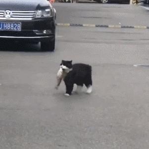 猫步怎么走八字步,猫步的基本动作图片