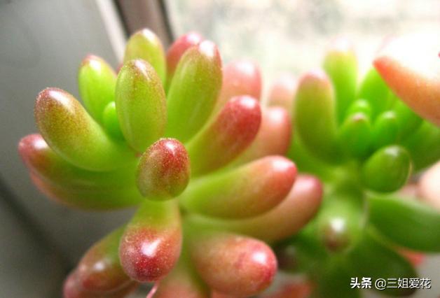 多肉植物虹之玉的外形介绍,虹之玉与乙女心的区别哪个好上色