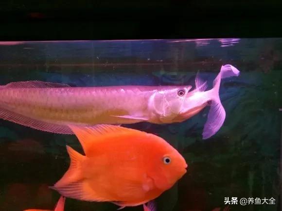 银龙鱼吃了干虾就吐出来,银龙鱼吃鱼好消化吗