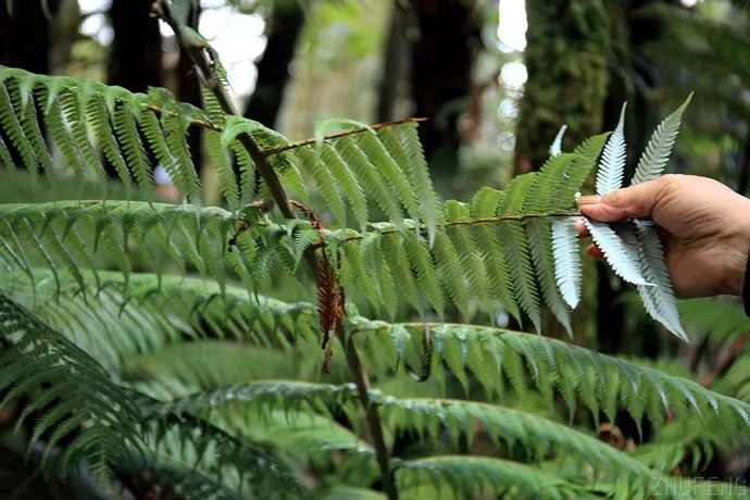 难忘的新西兰之行,在新西兰难忘的日子