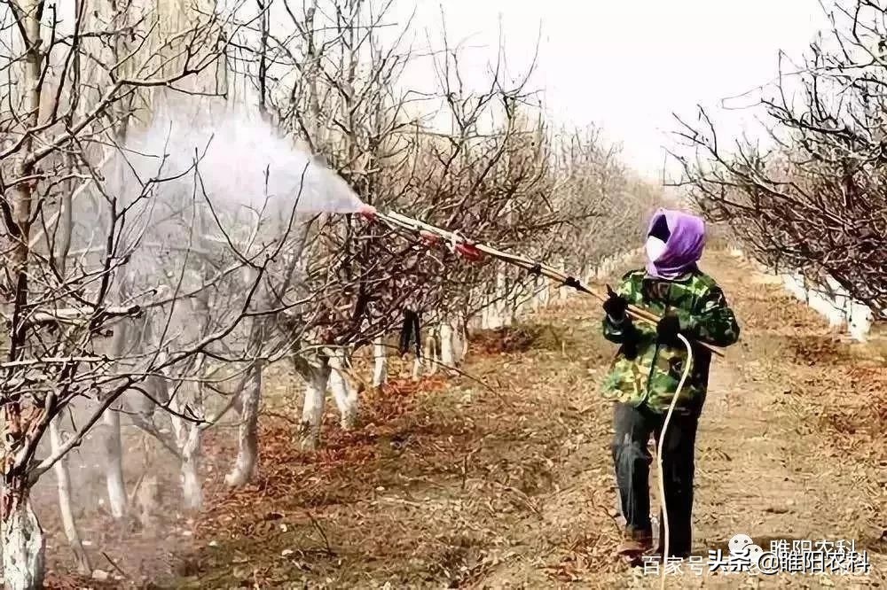 春季果树病虫防治打什么药,春天果树打什么药防病虫害