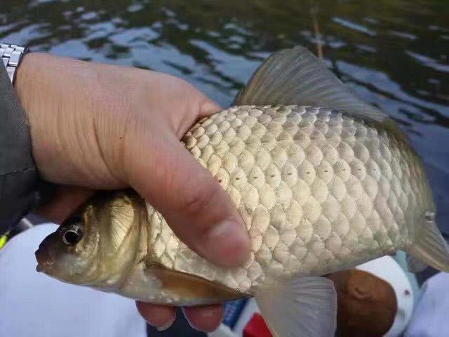 滑鱼为什么不开口,同样的饵料钓滑鱼为什么不开口