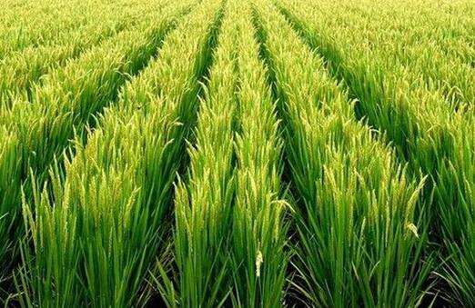 水稻抽穗上来有白穗是什么原因,小麦抽穗后出现白穗是怎么回事