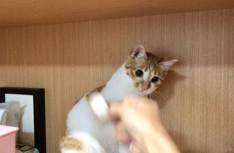 怎么预防猫咪得猫瘟,又到猫瘟高发季