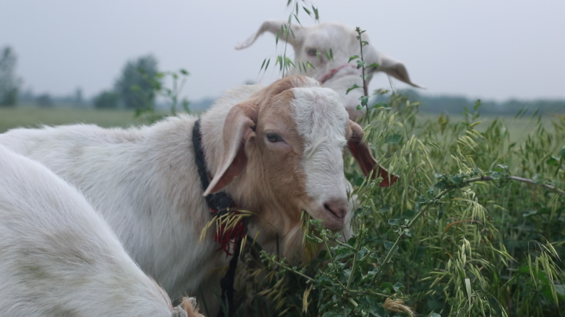 羊寄生虫怎么治,如何预防羊寄生虫