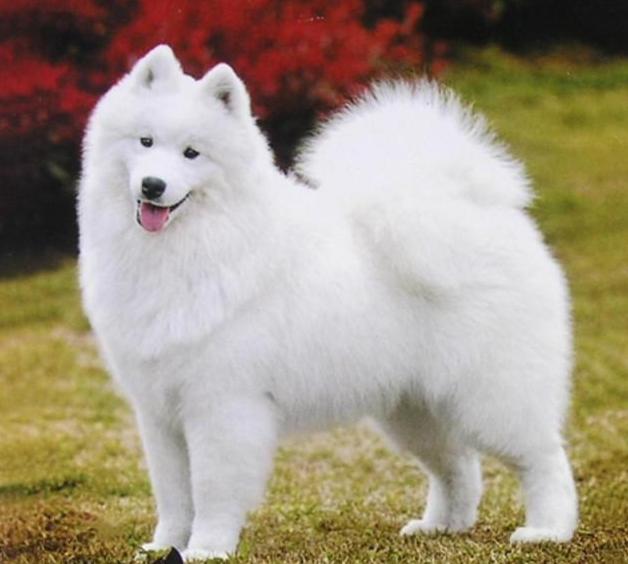 刚一个月多点的萨摩可以吃狗粮嘛,萨摩吃什么食物比较好