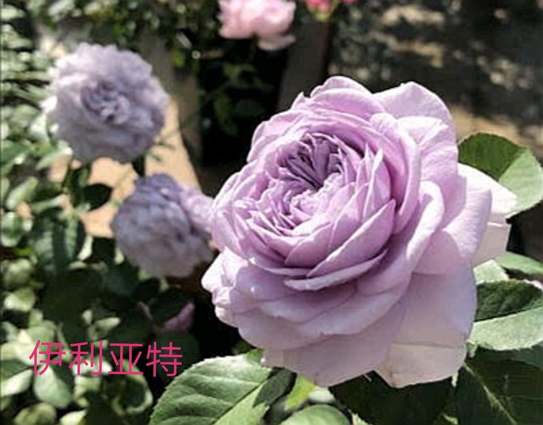 木村卓功推荐的月季,木村卓功月季